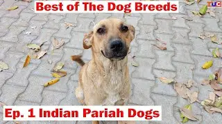 Indian Pariah Dogs | Best of The Dog Breeds Ep 1 | TUC