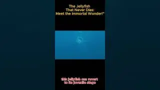 Immortal Jellyfish