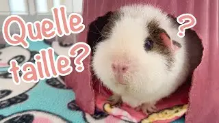 Choisir la bonne taille de cage - Edition cochon d'Inde!