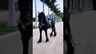 Лошадь просто удар😱