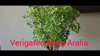 Verigated Ming Aralia