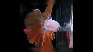 The Kaleidoscope of Betta Exploring the Multicolor Nemo Candy Varieties