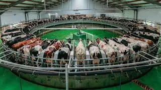 A modern factory for the production of the best milk without GMOs! How milk is produced?