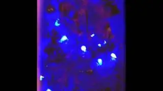 O Christmas Tree