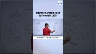 How The Carbondioxide is Formed in Cell? | 