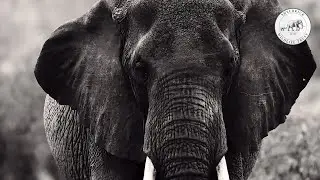 Hello in Elephant | Sheldrick Trust