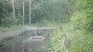 Наглая Цапля. Undverschämter Reiher .
