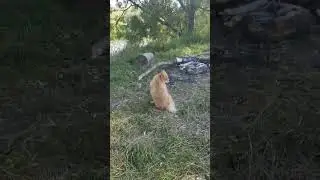 Юни медитирует