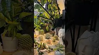 комнатные растения 