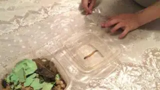 Личинка зофобаса