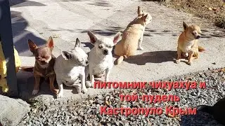 солнечный день в питомнике чихуахуа и той-пудель Кастропуло Крым +79787458062 купить щенка продажа