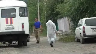 Борьба с африканской чумой свиней в окрестностях Благовещенска