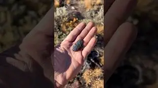 FINDING ARTIFACTS WHILE HUNTING