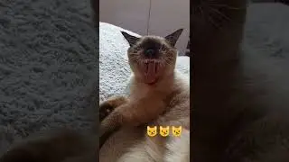 тигр😺 