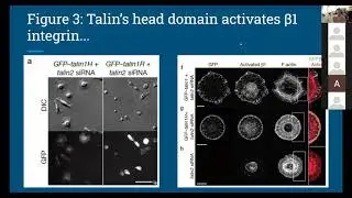 Talins and cell Spreading