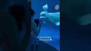 Revenge of the Dolphin #dolphins #dankmemes #memes