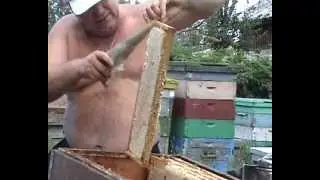 Отбор зрелого мёда на откачку Шмагин П. В .
