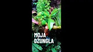 Paludarium