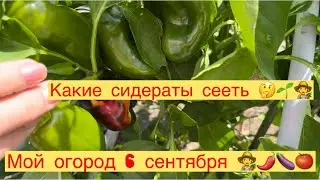 МОЙ ОГОРОД 6 сентября 👩‍🌾🍅🍆🌶️КАКИЕ СИДЕРАТЫ СЕЕТЬ🤔👩‍🌾🌱
