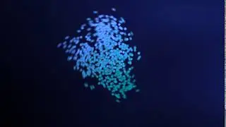 Animation1