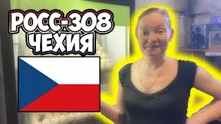Incubation of imported eggs ROSS-308 Czech Republic / Placement in NBF incubator for 770 eggs