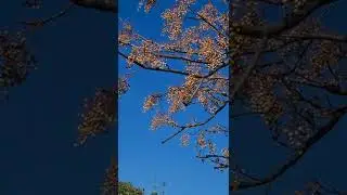 Зимний  пейзаж  Израиля