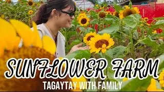 SUNFLOWER FARM TAGAYTAY CITY