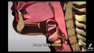 Talking while eating? How it can be dangerous.
