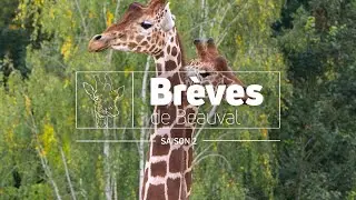 Brèves de Beauval : l’émission 100% immersion ! - Saison 2 Ep 11