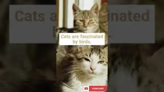 things cats love the most part 2 #SHORT