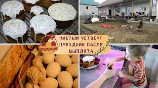 ЧИСТЫЙ ЧЕТВЕРГ. Куличи / Первый вылуп цыплят / C ПРАЗДНИКОМ Пасхи!