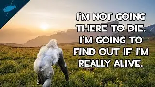 [Zoo Tycoon] Existential Gorillas - Fish Bites