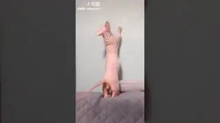 Bingus climbing