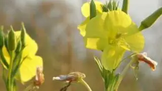 0070X Herbarium - Mój zielnik #3