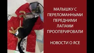 У ЩЕНКА БЫЛ ОТРЫВ КОРЕШКОВ ПЛЕЧЕВОГО СПЛЕТЕНИЯ