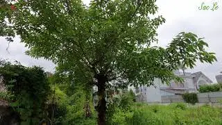 Guitar in the wind