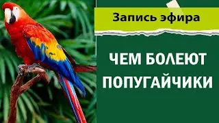 Чем болеют попугайчики? Болезни попугаев и других птиц