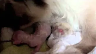 Geboorte Heilige Birmaan kittens