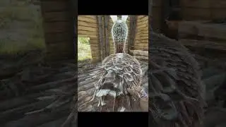 Ark Toons 