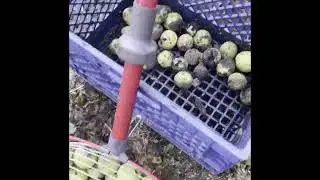 Foraging for Black Walnuts on an Ebike
