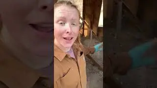 Cleaning chicken coops! #backyardchickens #carhartt #tractorsupply