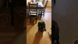 Как встретит моя собака, если в квартиру проникнут воры: