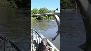 TINY Shoal Bass!! #fishing #riverfishing
