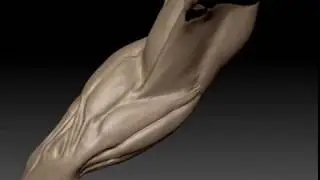 Lower Arm Sculpt Timelaps