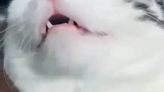 Кошка храпит