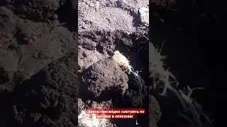ВЫРАЩИВАНИЕ КАРТОФЕЛЯ В АВТОМОБИЛЬНЫХ ШИНАХ# НОВЫЙ СПОСОБ ВЫРАЩИВАНИЯ КАРТОФЕЛЯ