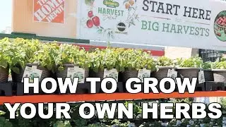 How to Grow Your Own Herbs | Container Gardening | Bonnie Select Harvest