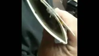 Smashed Mouse in a Sticky Trap