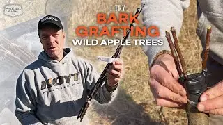 My Attempt at Bark Grafting - Building Better Apple Trees | Dream Farm w/ Bill Winke