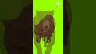 bear walking and running green screen - copyright free 